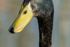duck-08