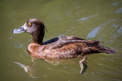 duck-44