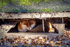 Fuchs-01