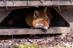 animalphotography at the gamepark Grafenberg in Duesseldorf (Germany)