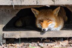animalphotography at the gamepark Grafenberg in Duesseldorf (Germany)