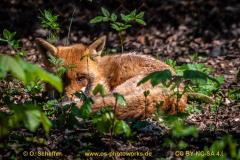Fuchs-11
