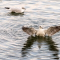 Möwe, seagull