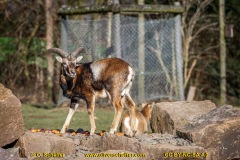 animalphotography at the gamepark Grafenberg in Duesseldorf (Germany)
