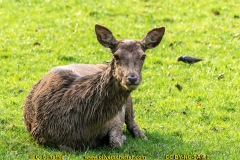 animalphotography at the gamepark Grafenberg in Duesseldorf (Germany)