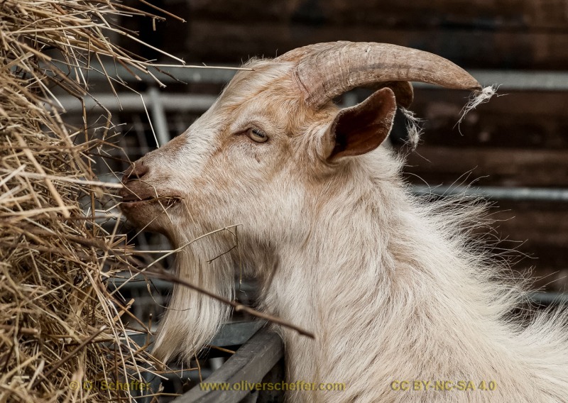 goat-03