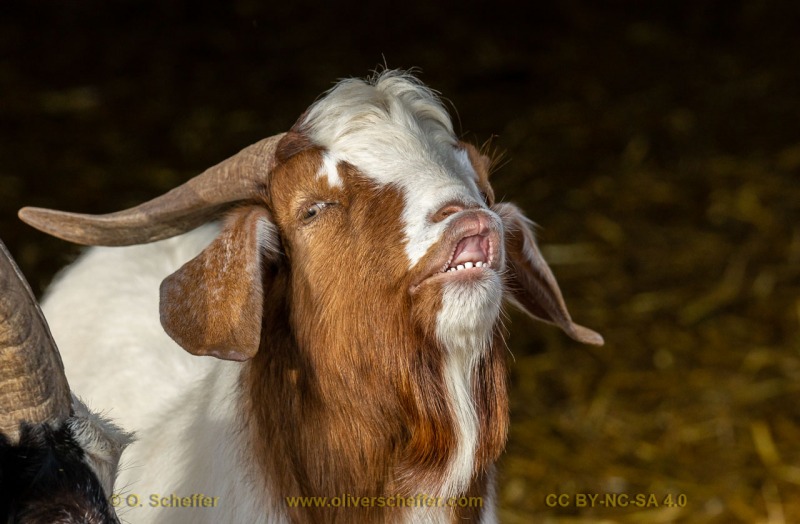 goat-34