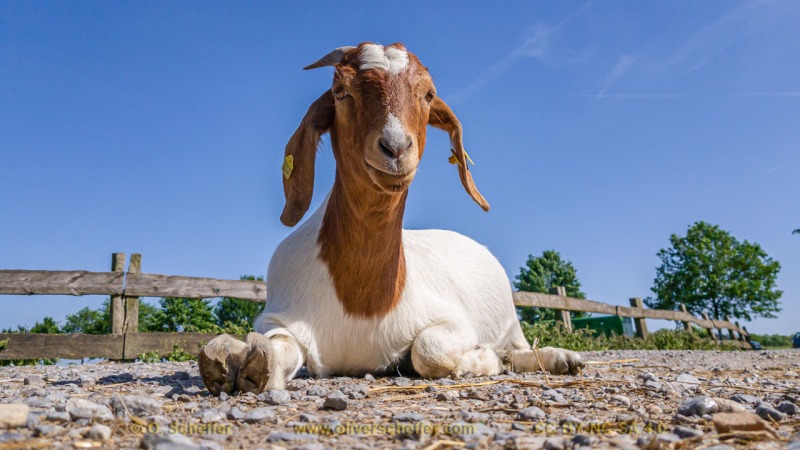 goat-39