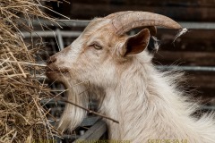 goat-03