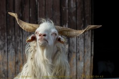 goat-09