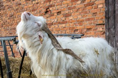 goat-11