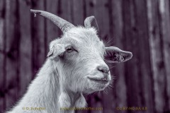 goat-14