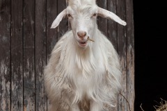 goat-16