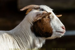 goat-31