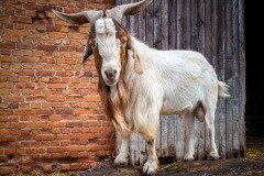 goat-32