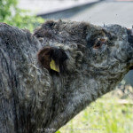 Galloway-Bulle / Galloway bull