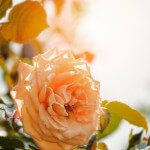 rose in sunlight