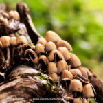 Pilzkolonie, mushroom colony