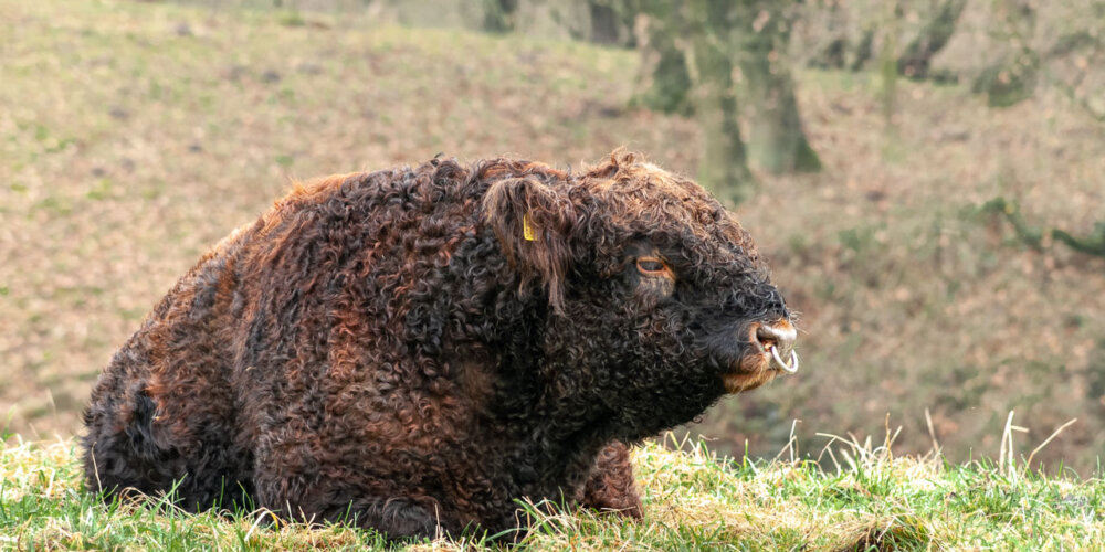 Galloway-01