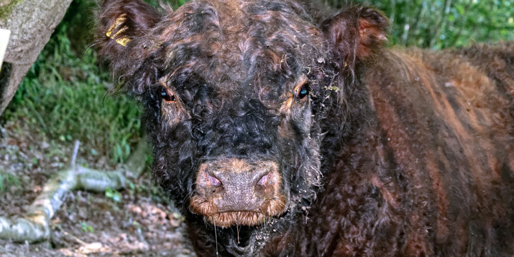 Galloway-13