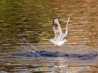 M&ouml;we, seagull