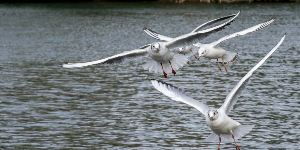 Möwe, seagull