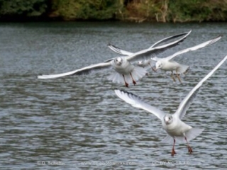 M&ouml;we, seagull