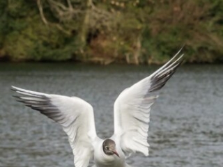 M&ouml;we, seagull