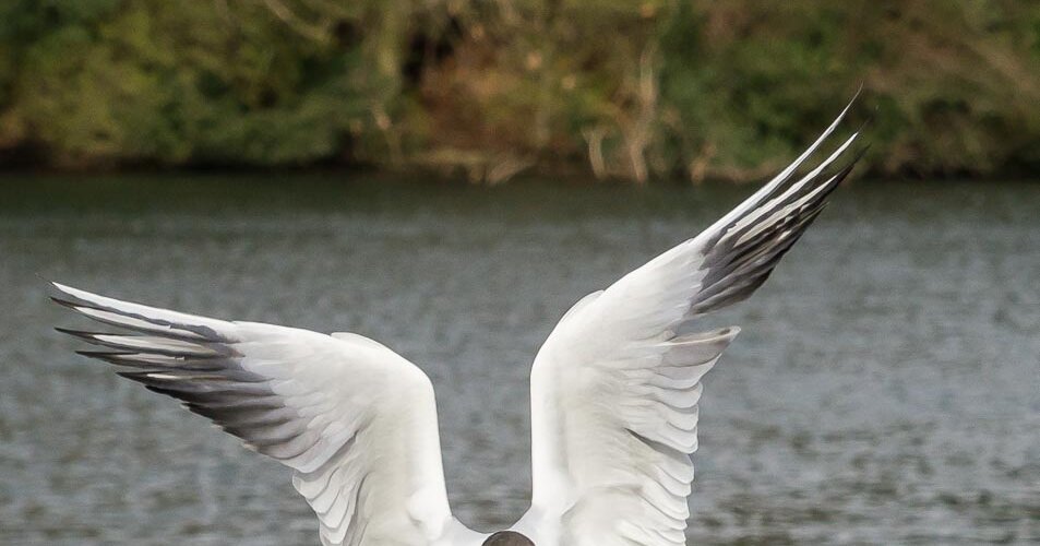 Möwe, seagull