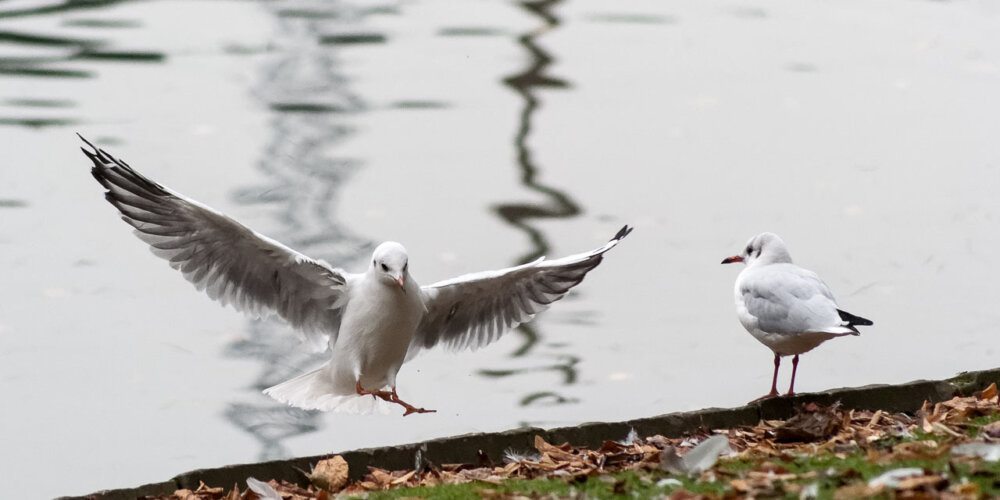 Möwe, seagull