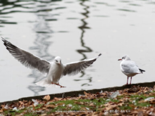 M&ouml;we, seagull