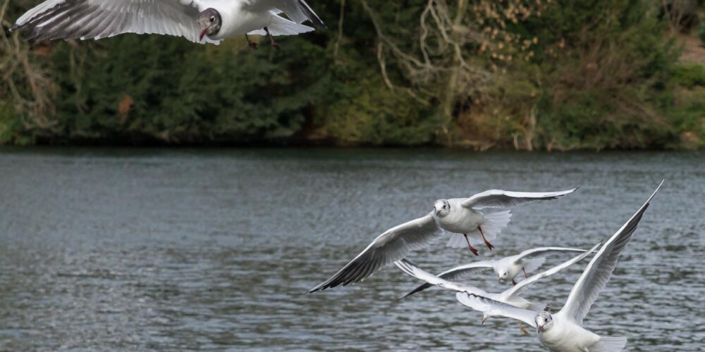 Möwe, seagull