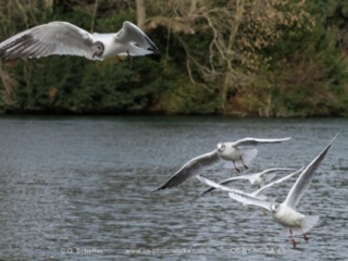 M&ouml;we, seagull