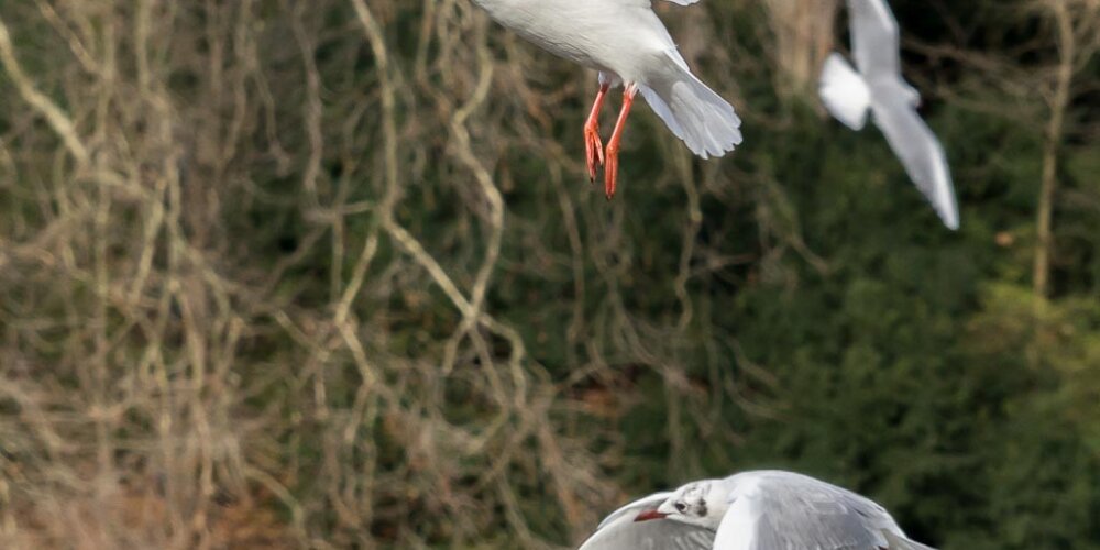 Möwe, seagull