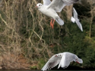 M&ouml;we, seagull