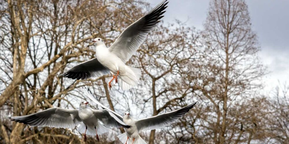 Möwe, seagull