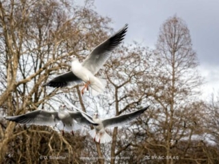 M&ouml;we, seagull