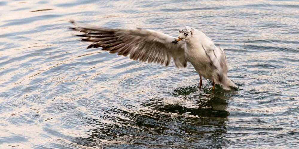 Möwe, seagull