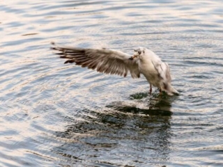 M&ouml;we, seagull