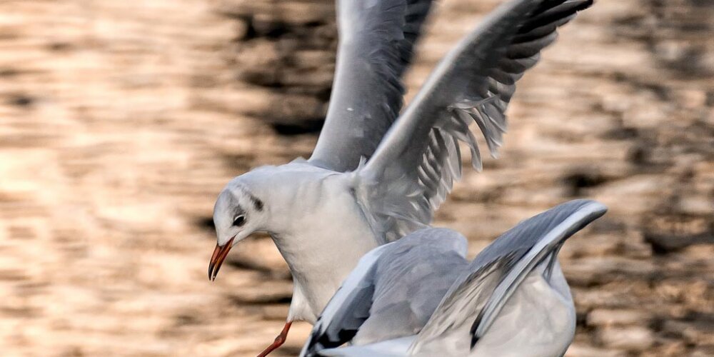 Möwe, seagull