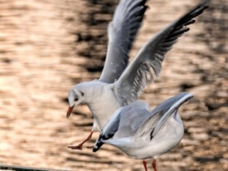 M&ouml;we, seagull