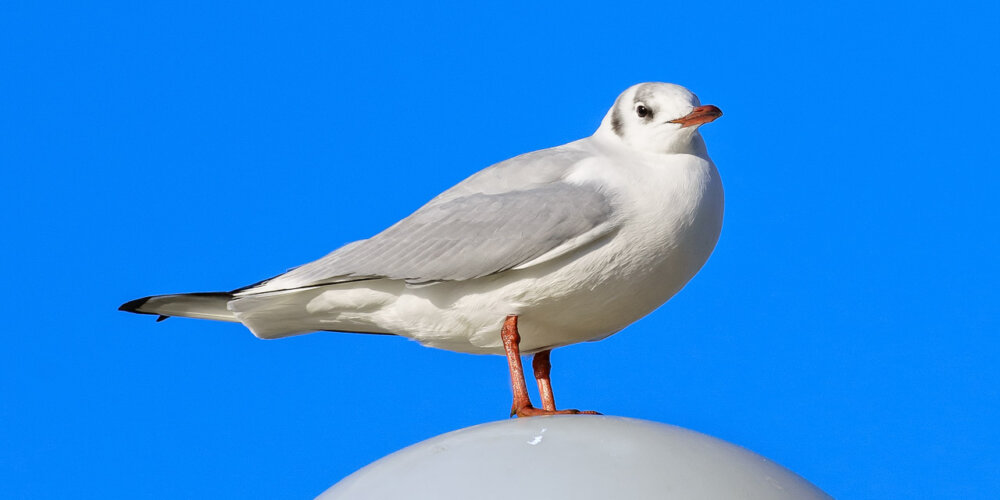 Möwe, seagull