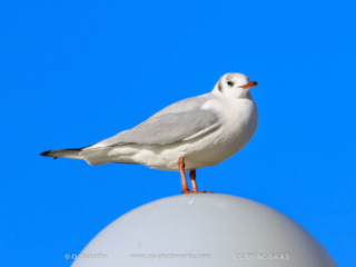 M&ouml;we, seagull