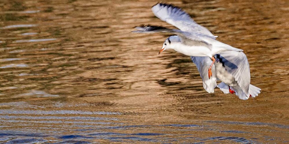 Möwe, seagull