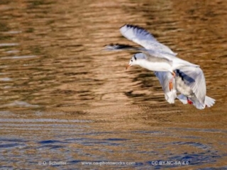 M&ouml;we, seagull