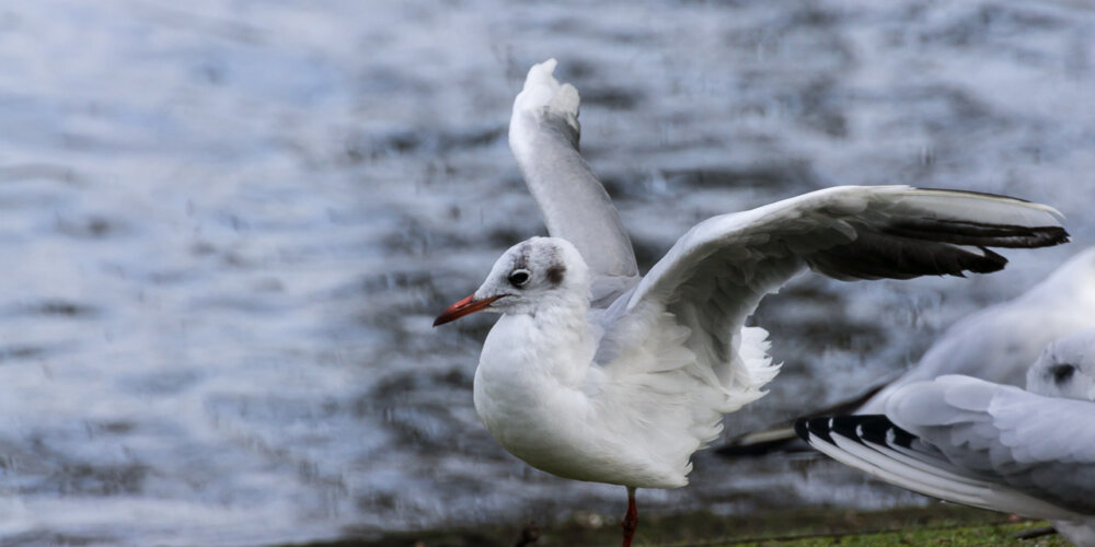 Möwe, seagull