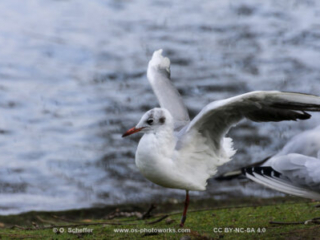 M&ouml;we, seagull