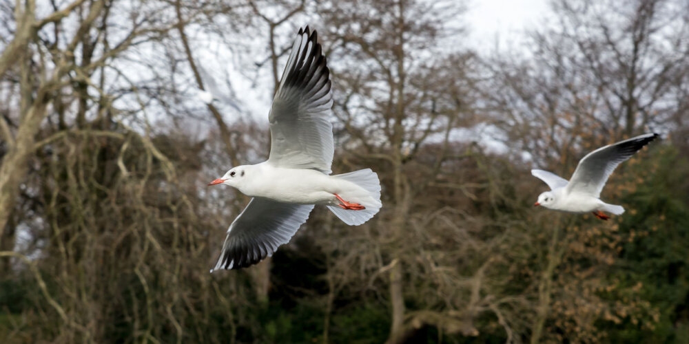 Möwe, seagull