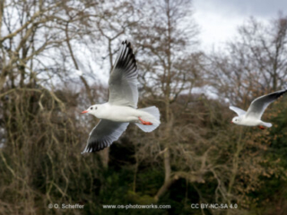 M&ouml;we, seagull