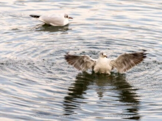 M&ouml;we, seagull